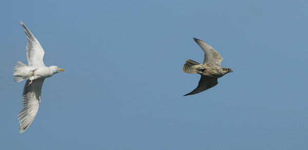 Tunturihaukka, Gyr Falcon, Falco rusticolus
